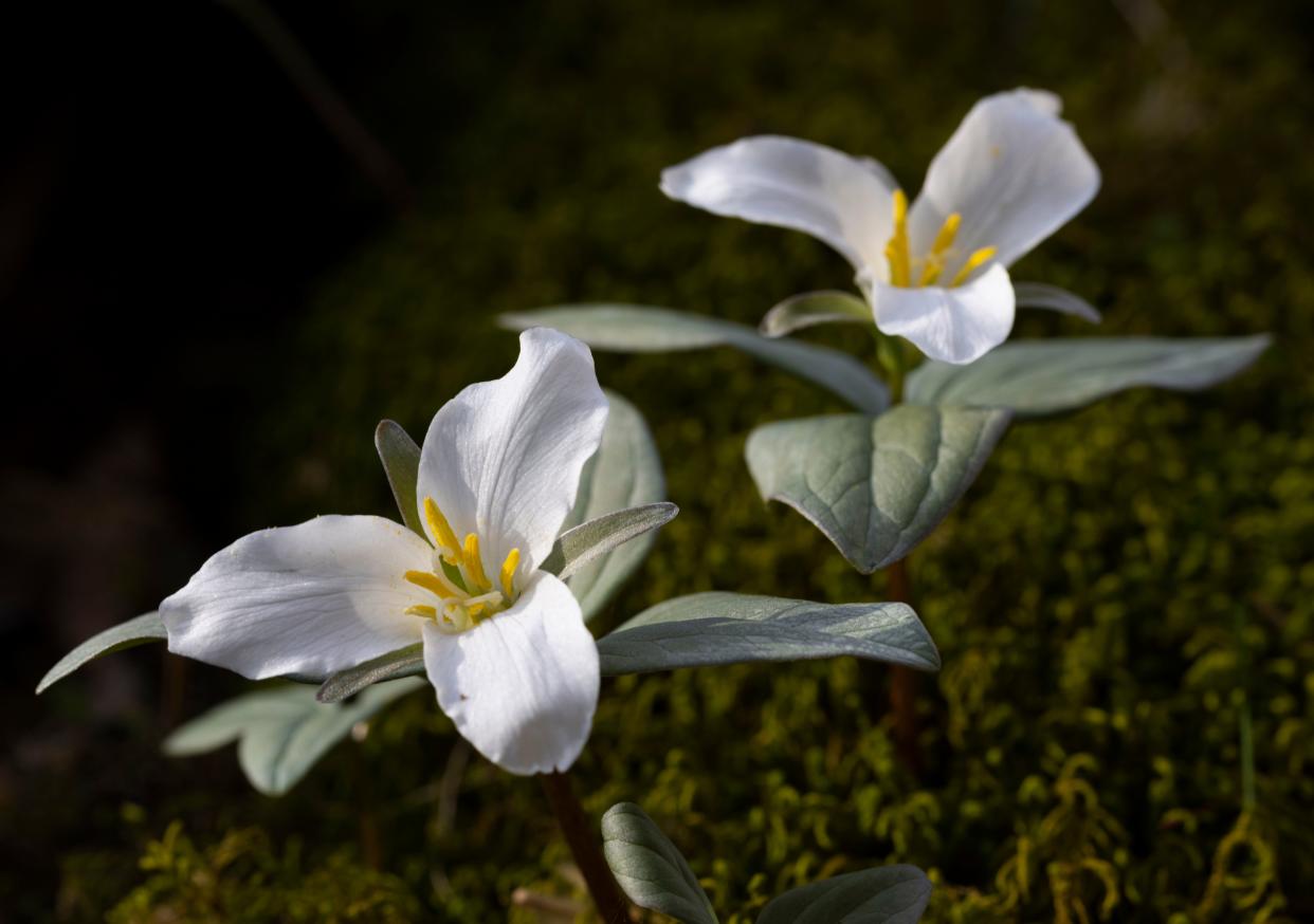 Snow trillium