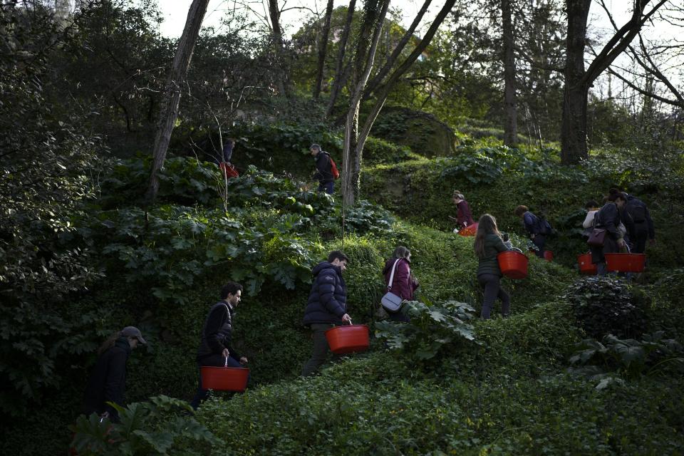 Visitors take a guided tour at the Maison du Citron lemon farm in Menton, France, Saturday, March 2, 2024. (AP Photo/Daniel Cole)