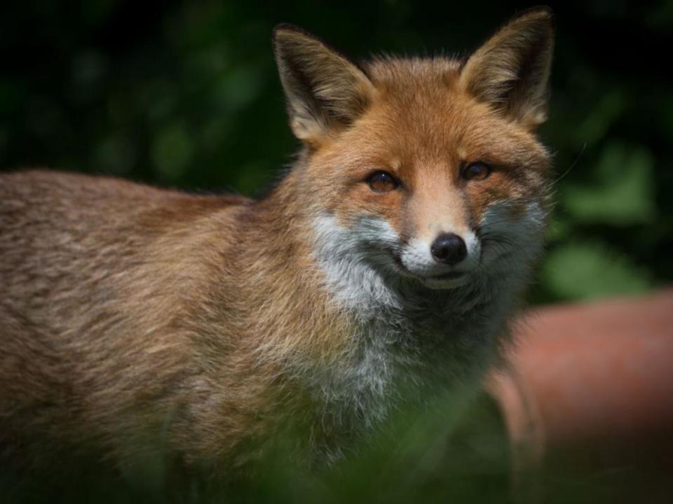 One poll has revealed that eight out of ten Britons are against the fox hunting ban being lifted (Getty)