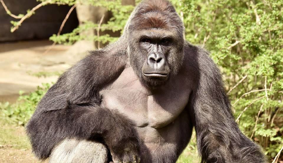 Harambe, the gorilla killed in May at the Cincinnati Zoo. (Photo: Handout . / Reuters)