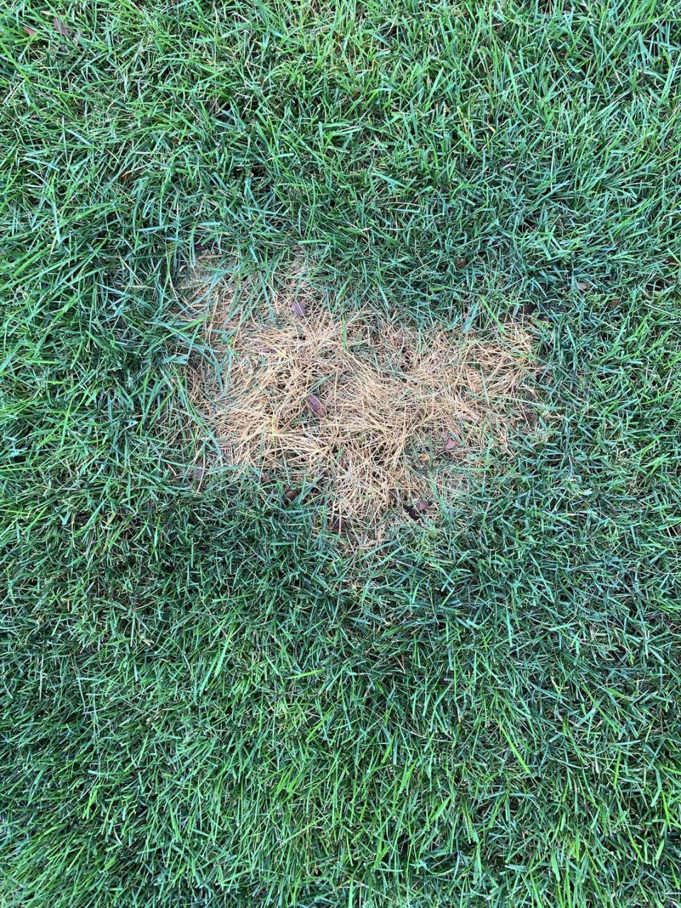 Patch Bare Spots in Your Lawn