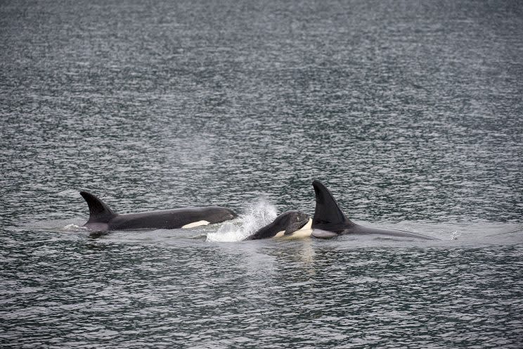 orcas killer whale menopause research