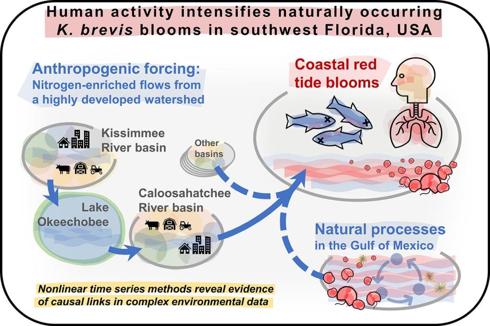 A graphic from a University of Florida-led study shows the connectin between manmade pollution and red tide blooms in Southwest Florida.