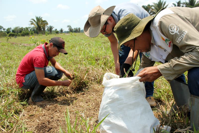 Day laborer Ilandio Pereira da Silva, forestry student Mateus Sanquetta and Rioterra biologist Alexandre Lima Queiroz take samples of cow pasture in Itapua do Oeste