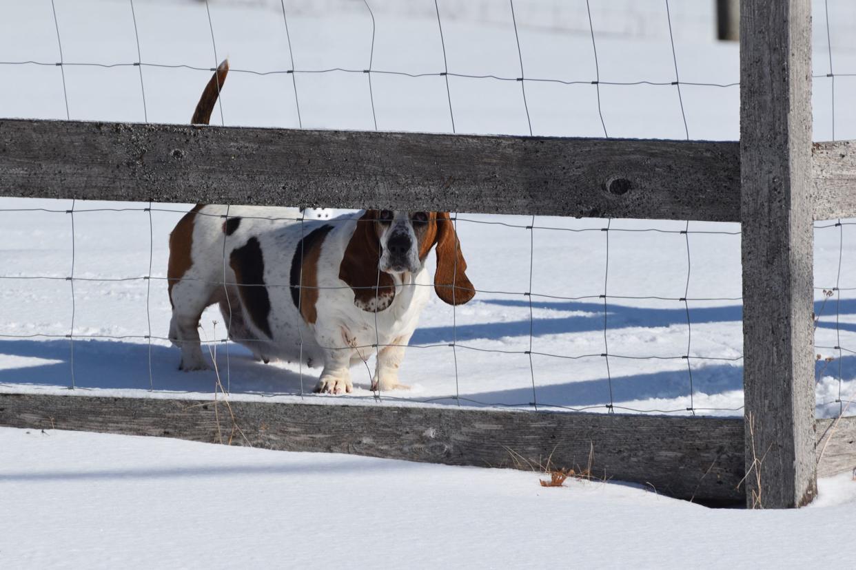 Adult Female Beagle Behind a Wire Fence in Winter Snow