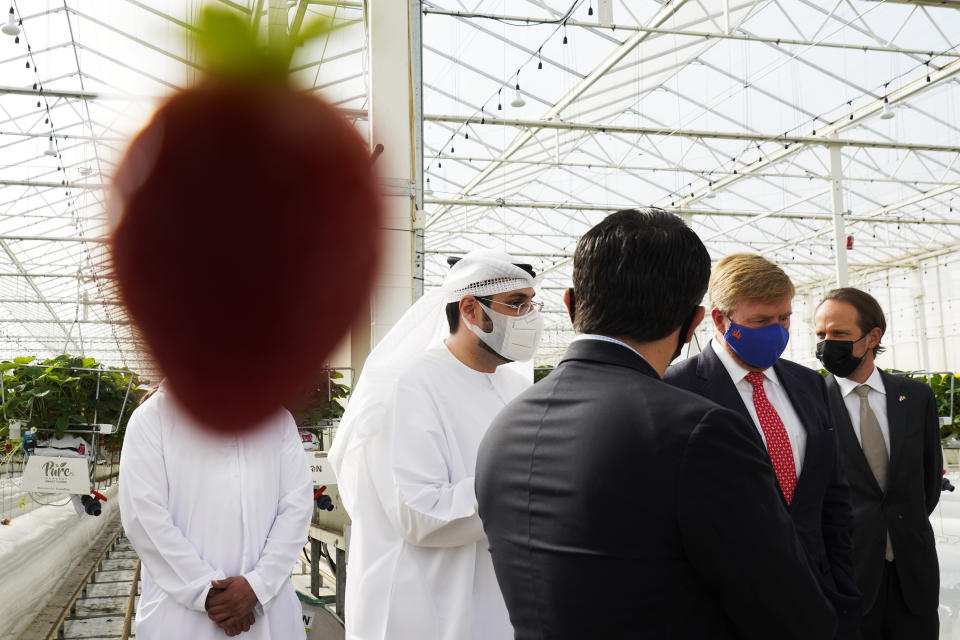 King Willem-Alexander, second right, visits the Pure Harvest strawberry farm near Sweihan in Abu Dhabi, United Arab Emirates, Wednesday, Nov. 3, 2021. King Willem-Alexander and Queen Maxima of the Netherlands are in the United Arab Emirates as part of a royal trip to the country to visit Dubai's Expo 2020. (AP Photo/Jon Gambrell)