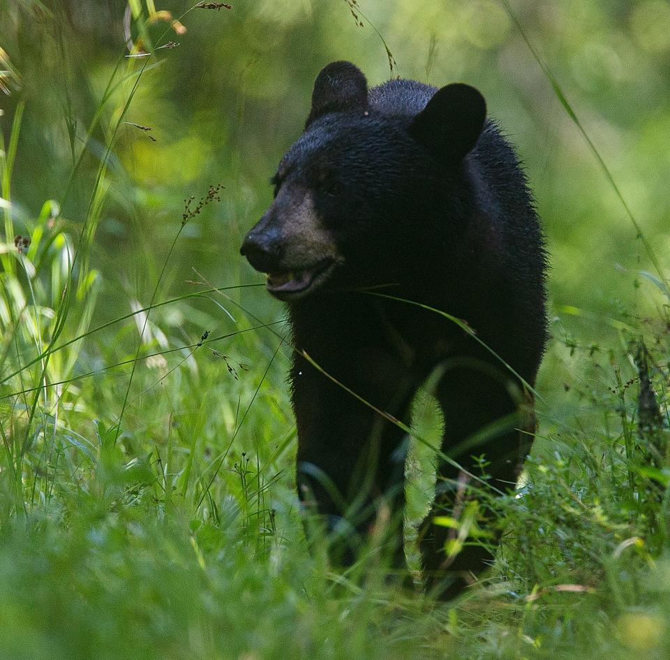 A young black bear wanders a trail system at Fakahatchee Strand State Preserve in Collier County on Thursday,  June 1, 2023.  State wildlife managers sent out a press release this week stating that bear encounters are more likely in the summer. Photographed with a 400mm lens with a 1.4 converter.