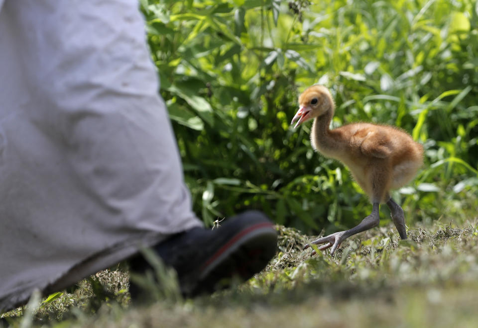 FILE - In this June 21, 2018 file photo, a recently hatched endangered whooping crane chick follows a keeper wearing a "crane suit," to resemble an adult endangered whooping crane so the chick doesn’t view humans as its flock at Audubon Nature Institute's Species Survival Center in New Orleans. The center usually "costume-raises" a number of chicks. But because the coronavirus pandemic has cut money and staffing it will do so in 2020 only if adult whoopers at the center are doing poorly at raising chicks. (AP Photo/Gerald Herbert, File)