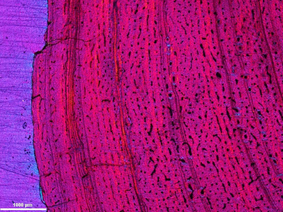 A cross section of the femur shows the lines of arrested growth (LAGs) that are very close together, suggesting limited growth. <cite>Michael D'Emic, Pat O'Connor and Kristi Curry Rogers</cite>