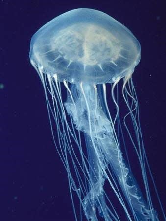 An Atlantic Sea Nettle jellyfish can deliver a painful sting.