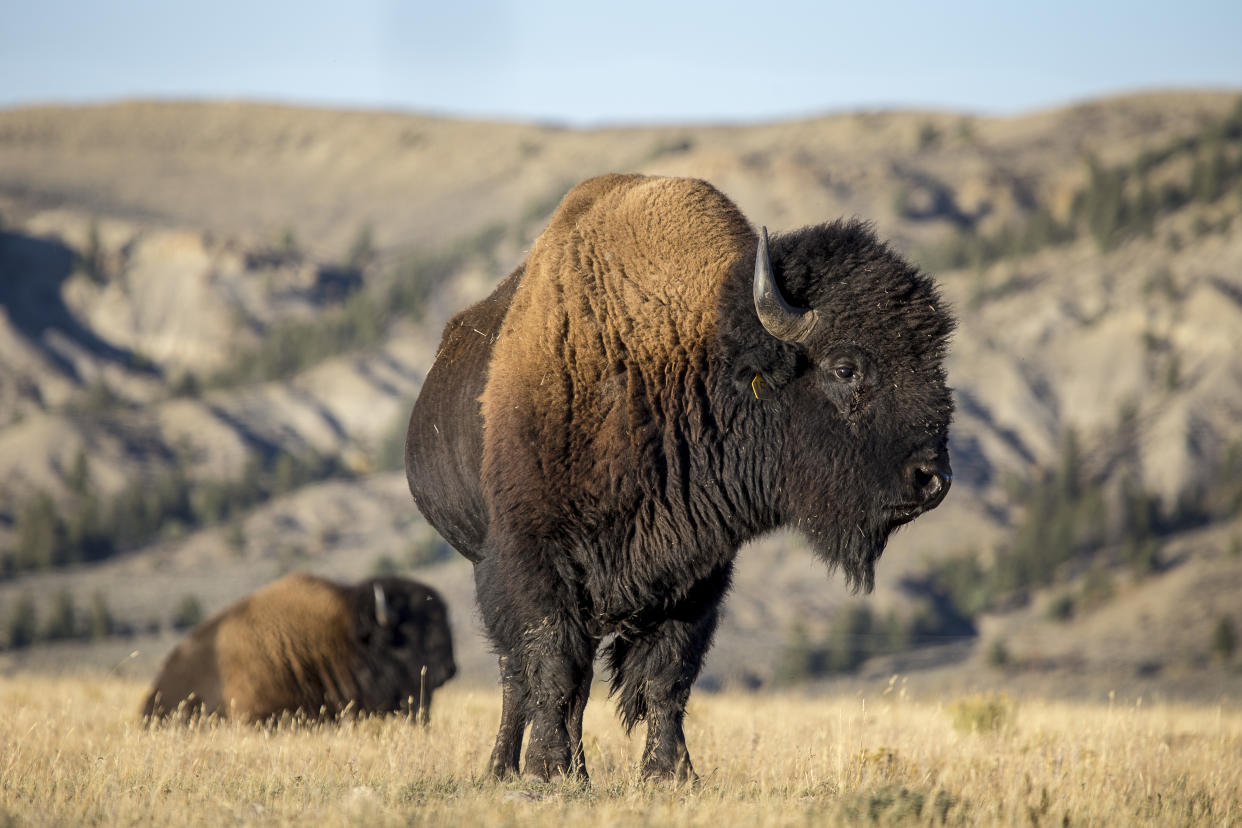 Bison Buffalo Yellowstone