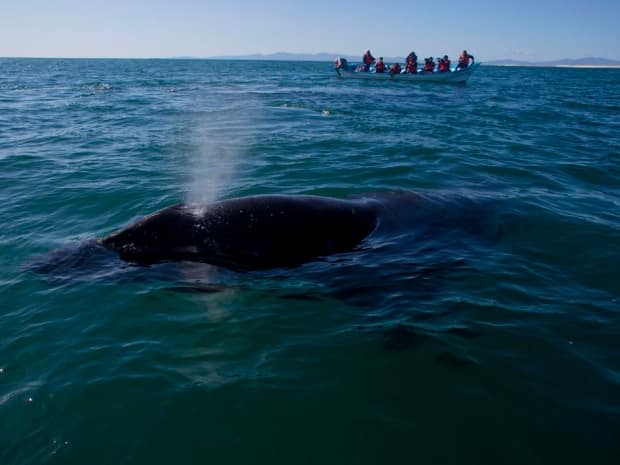 A grey whale, not the one shown in this image, is currently being tracked through the Mediterranean Sea after accidently swimming outside its Pacific Ocean habitat. (Dario Lopez-Mills/AP - image credit)