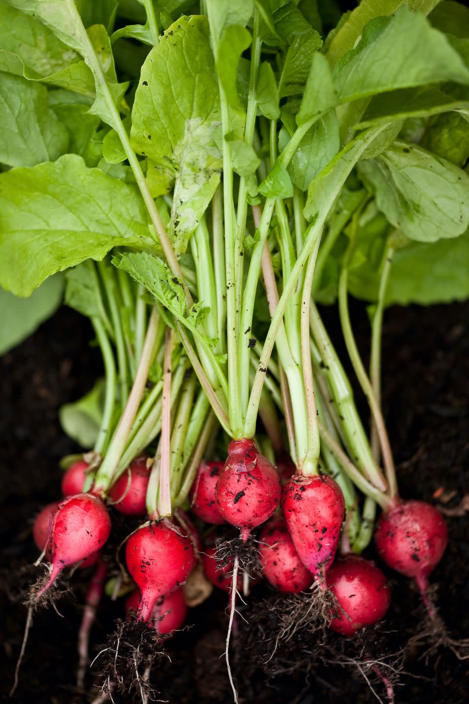 <p>Radishes are quick and easy to grow from seed, especially if you're a beginner. Spending time in nature is a great way to boost your wellbeing, so why not slip on your gardening gloves and give radishes a try. </p><p><a class="link " href="https://www.waitrosegarden.com/plants/_/radish-mixed/classid.2000023116/" rel="nofollow noopener" target="_blank" data-ylk="slk:BUY NOW VIA WAITROSE GARDEN;elm:context_link;itc:0;sec:content-canvas">BUY NOW VIA WAITROSE GARDEN</a></p>