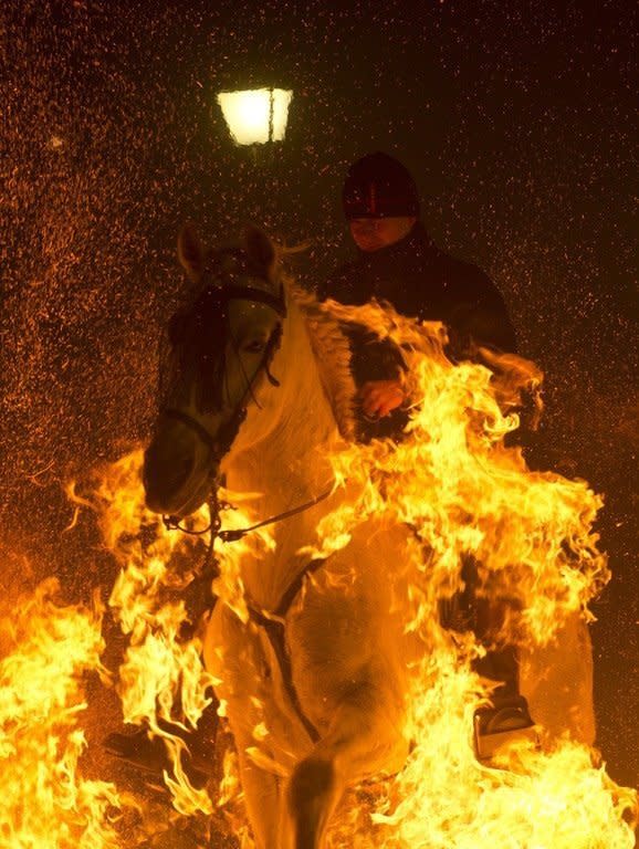 A horseman jumps over a bonfire at the Saint Anthony festival in Spain's San Bartolome de Pinares on Wednesday. A parade of horses leaped over piles of branches, braving flames that danced meters (yards) high in the "purification" rite held in this town about 100 kilometres (60 miles) northwest of Madrid
