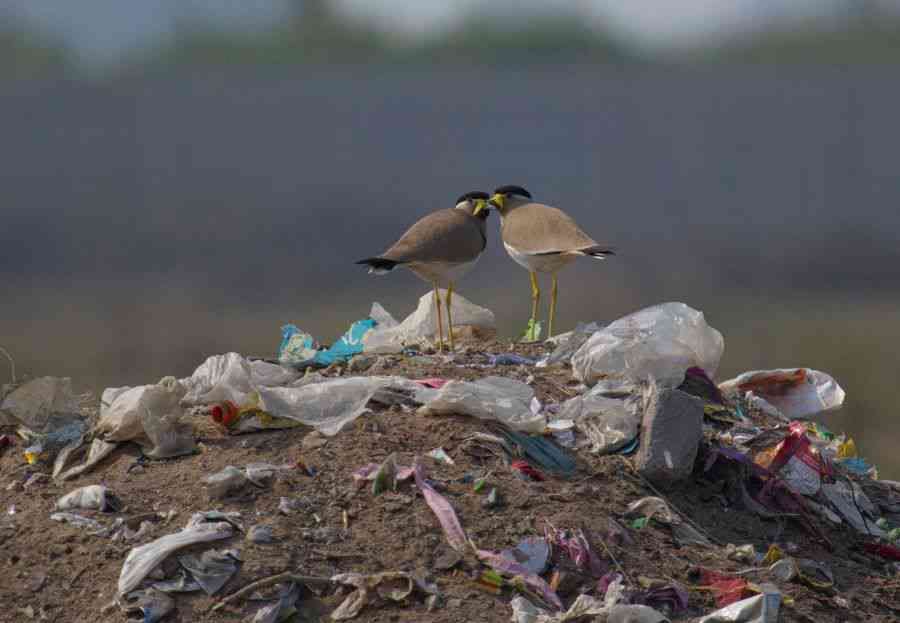 Pecking Order: In the rushed and dusty city of Gurugram, two forlorn yellow-wattled lapwings forage in a pile of rubbish. These birds are ground-nesters and it is difficult to imagine the life they have been forced into by human overconsumption and neglect. 
