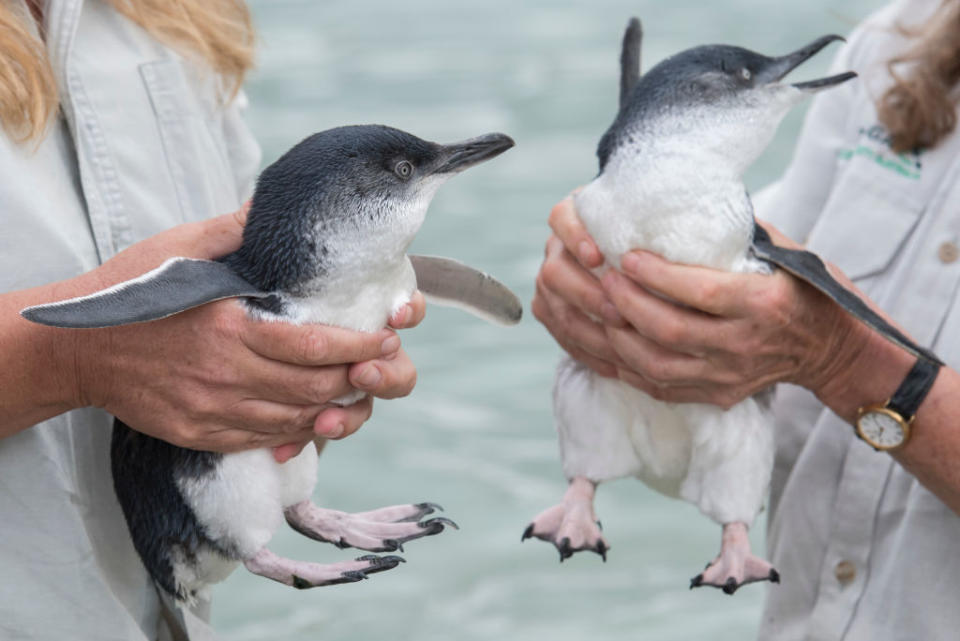 Injured little penguins released back into the wild