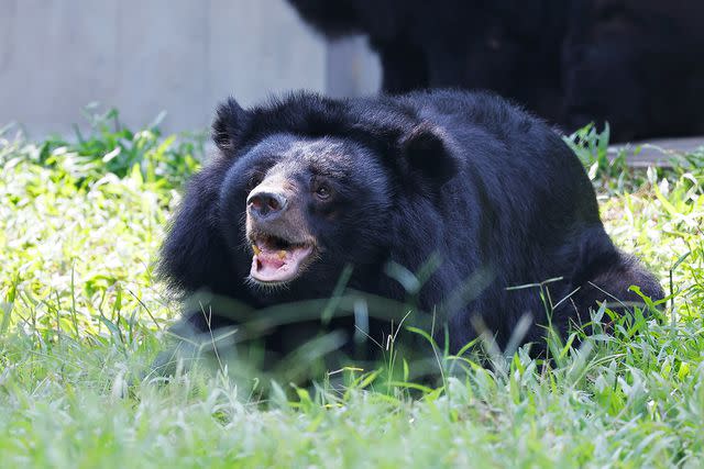 <p>Nezahat Sevim/Animals Asia</p> Dawn enjoying time outside at Animals Asia's Tam Dao sanctuary in Vietnam