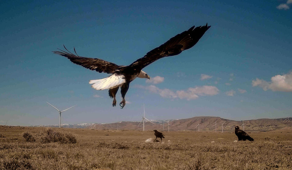 This trail camera still image provided Mike Lockhart shows a bald eagle is seen landing on a trap set by a researcher, on April 30, 2023, near Medicine Bow, Wyo. A captive eagle used as a lure is seen to the right The trap was set by researcher Mike Lockhart. The U.S. Fish and Wildlife Service allows some wind farms to kill eagles under a government permit program. (Mike Lockhart via AP)