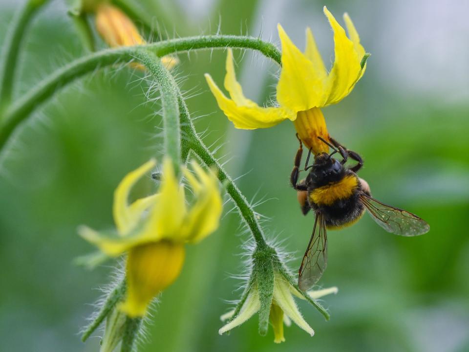 A bumblebee collects pollen from a blooming tomato plant. Pollinators are vital for agriculture and depend on a variety of specific plants for their survival. (Photo: PATRICK PLEUL/DPA/AFP via Getty Images)