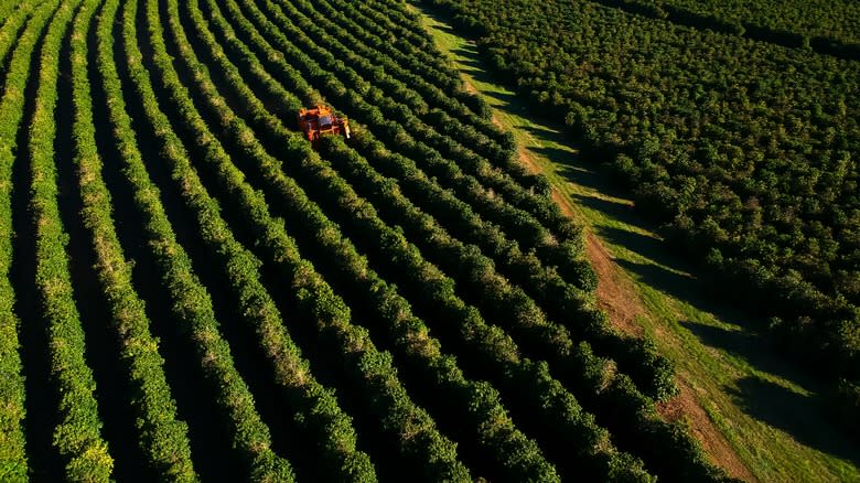 Aerial view of a combine harvesting coffee