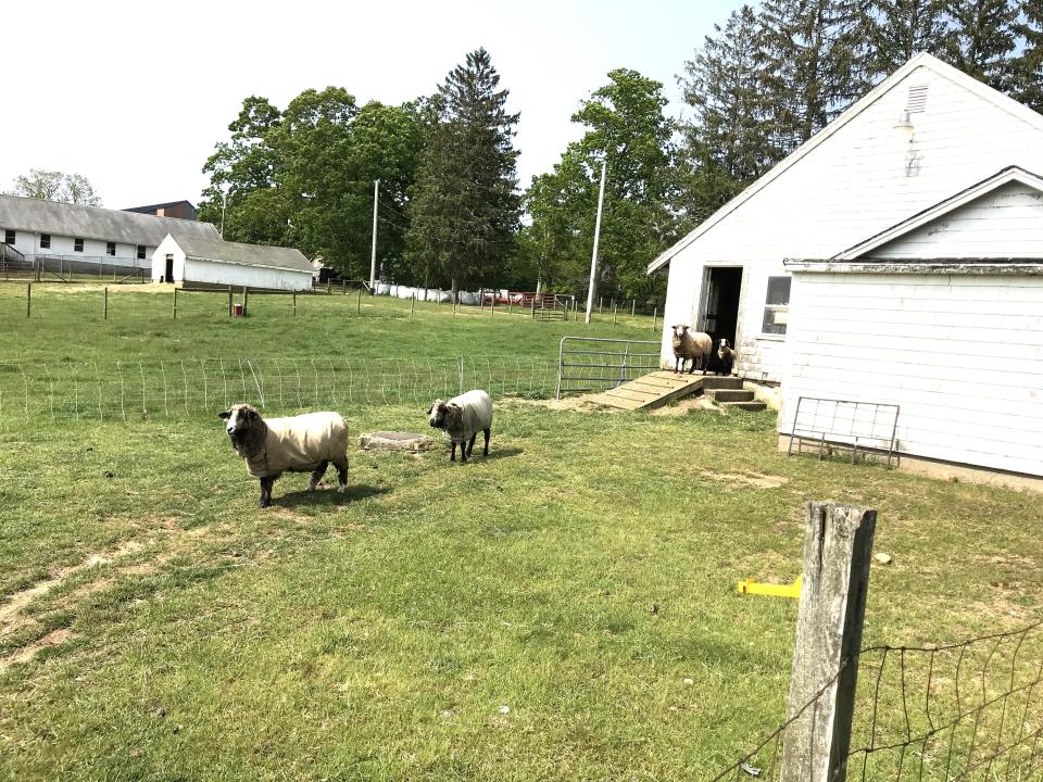 Sheep walk out of a barn at Bristol County Agricultural High School in Dighton on May 23, 2023.