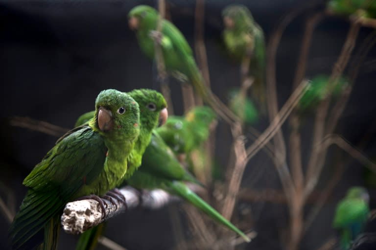 Some birds at Brazil's Animal Recovery Center of Ibama bear the marks of previous maltreatment, while others say "Ola" (hello) repeatedly -- a sign they were domesticated