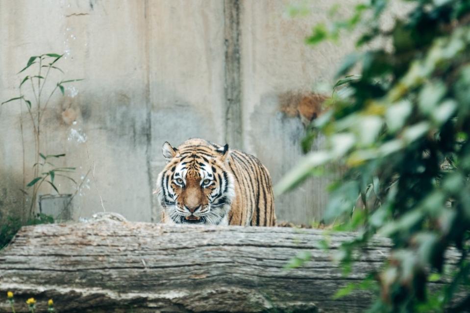 Tigers in the zoo via Getty Images/Joern Siegroth