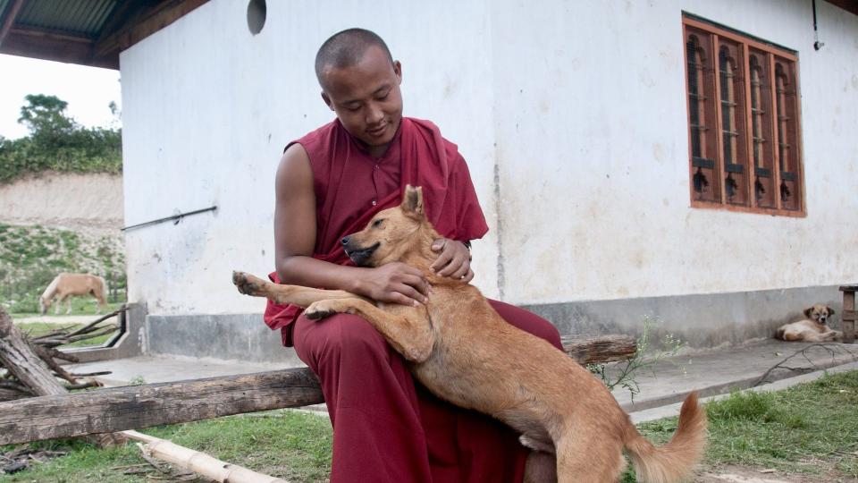 不丹政府近日宣布，已為全境流浪狗結紮並施打狂犬疫苗，也成為世界首度達成此成就的國家。（翻攝自WAN官網）