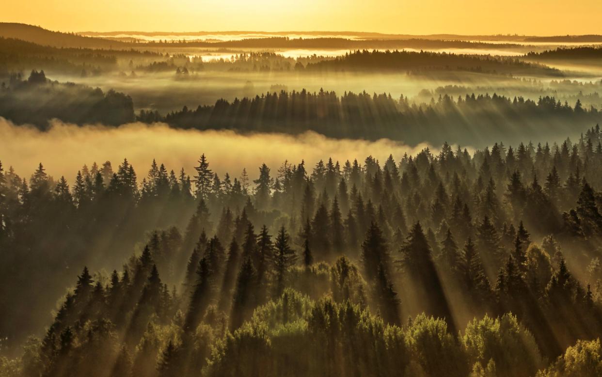 Finland is one of the most forested countries in the world - ©2014 Milamai