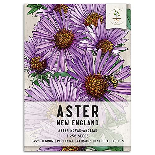 Seed Needs, New England Aster Wildflower Seeds for Planting (Aster novae-angliae) Single Package of 1,250 Seeds - Heirloom & Open Pollinated