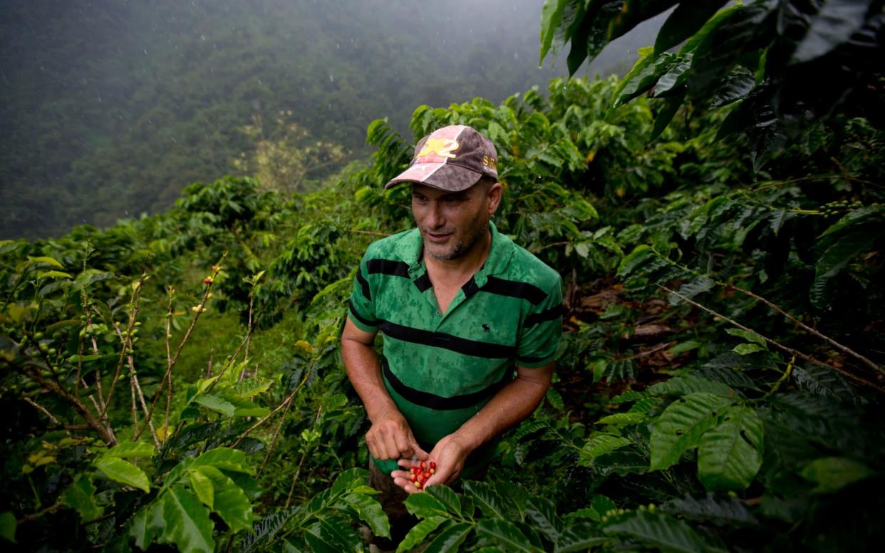 Farmer Simon Then shows coffee beans he picked on his organic coffee farm in the coastal area of Carayaca on the outskirts of Caracas, Venezuela - AP