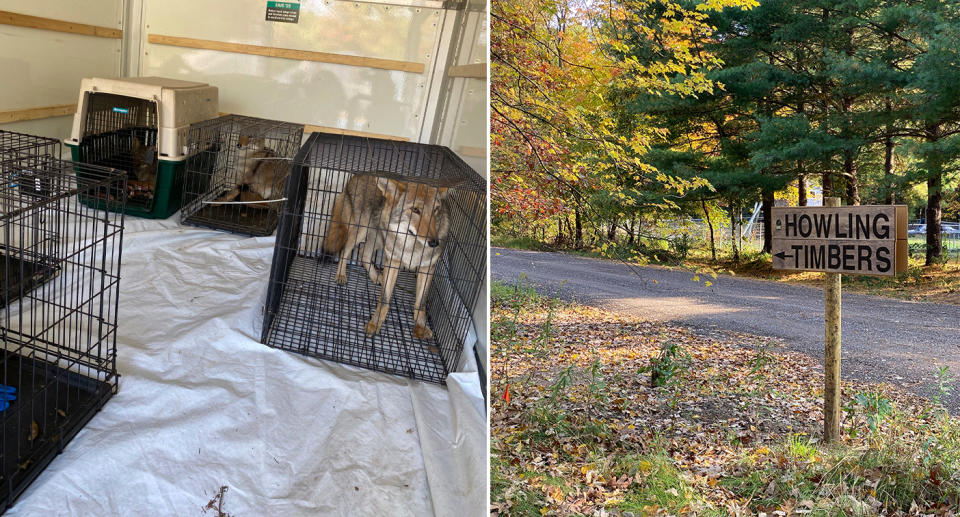 Wolf-dog hybrids are photographed in cages, along with a wooden sign that reads 'Howling Timbers' and points towards the centre.