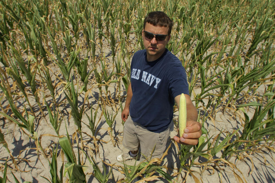 Steve Niedbalski shows his drought and heat stricken corn, Wednesday, July 11, 2012 in Nashville Ill. Farmers in parts of the Midwest, are dealing with the worst drought in nearly 25 years. (AP Photo/Seth Perlman)