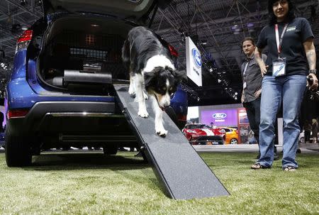 Lyric, a border collie, walks down the ramp of the Nissan Rogue, Dogue edition, at the 2017 New York International Auto Show in New York City, U.S. April 12, 2017. REUTERS/Brendan Mcdermid