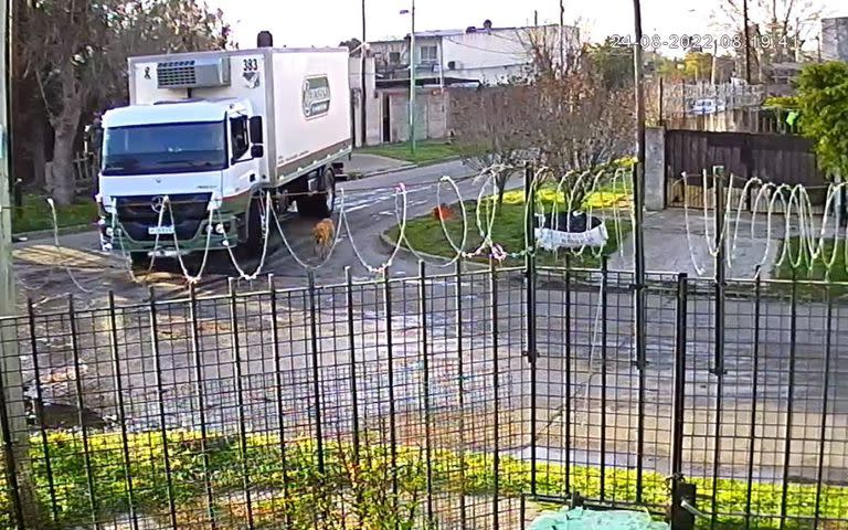 El camionero abandonó al perro agonizando