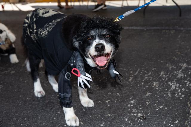 Bark in the Park: Meet 18 dogs with the coolest costumes from the