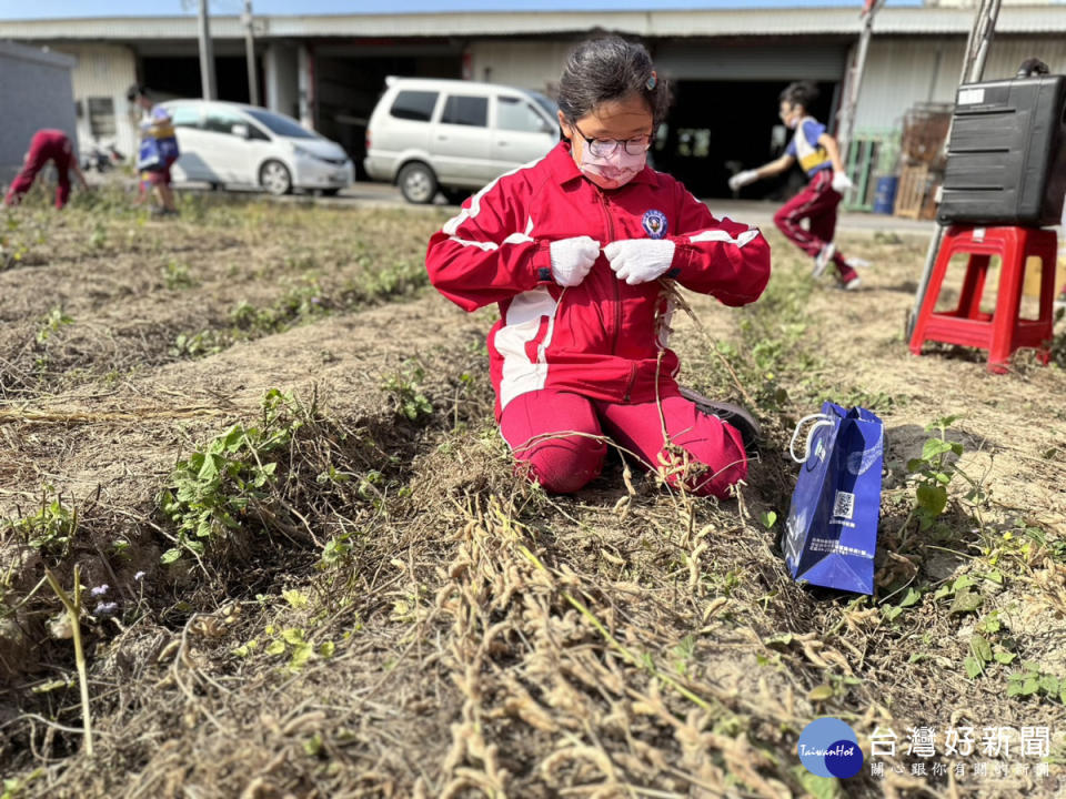 南陽國小學童體驗採收國產大豆。
