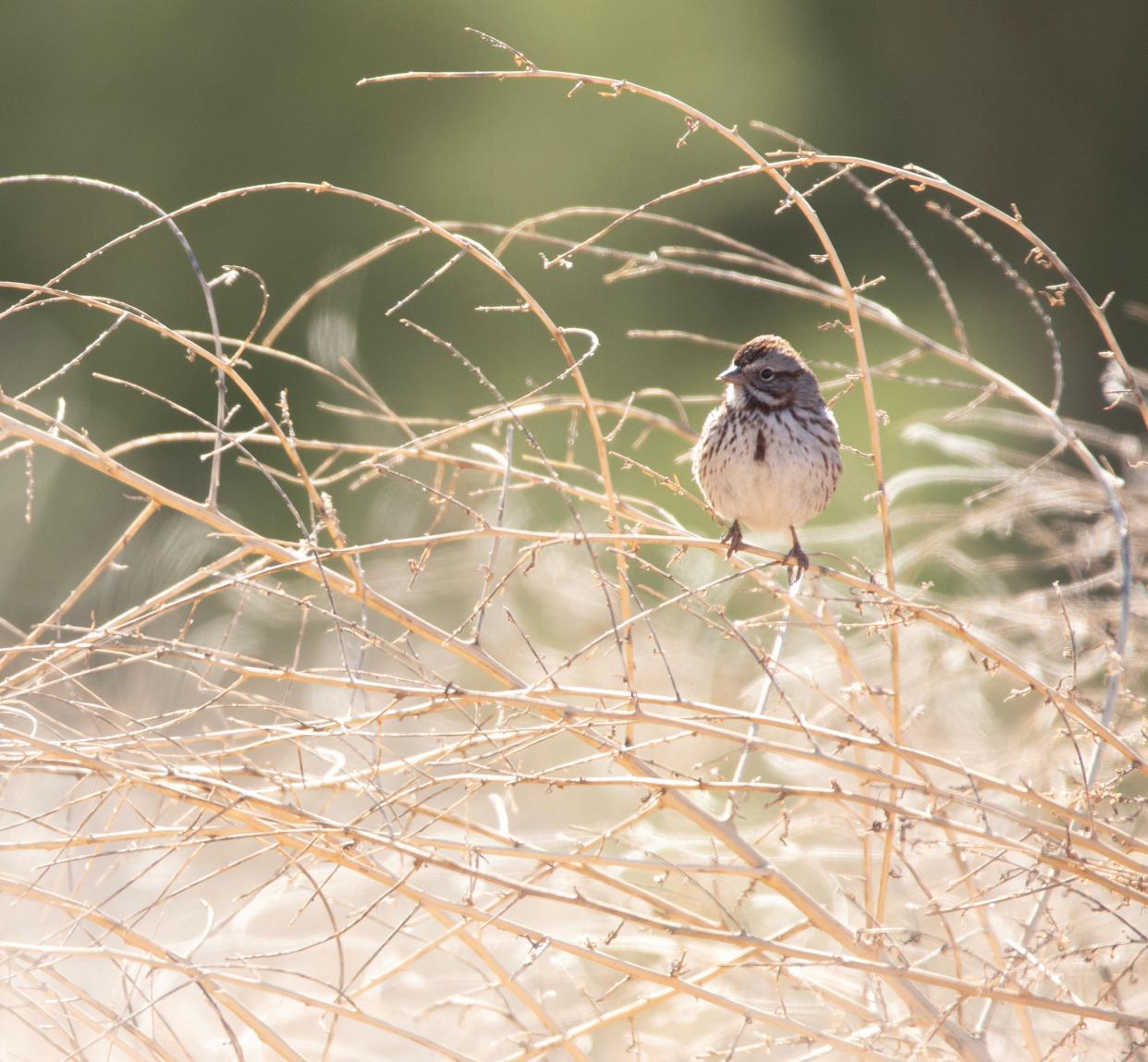 A song-sparrow rests on a tumbleweed. President of the Mesilla Valley Audobon Society Cheryl Fallstead captured the bird as it 'winters' in the area, meaning it prepares for migratory season, feathering and nesting for the winter.