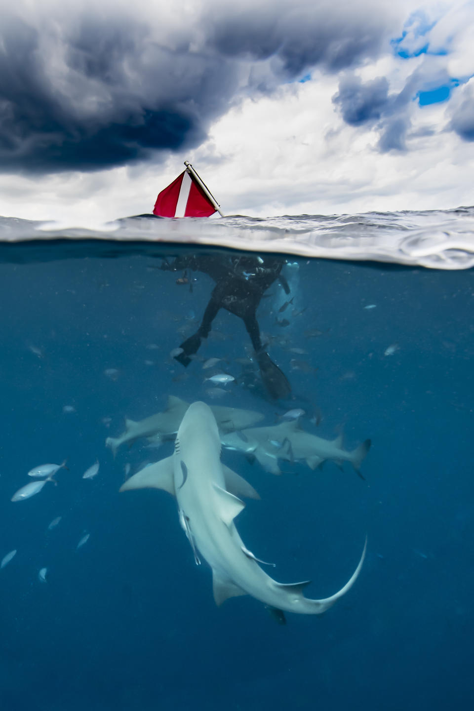 A scuba diver holding a red dive flag is partially submerged in the ocean as a large shark swims below them among smaller fish