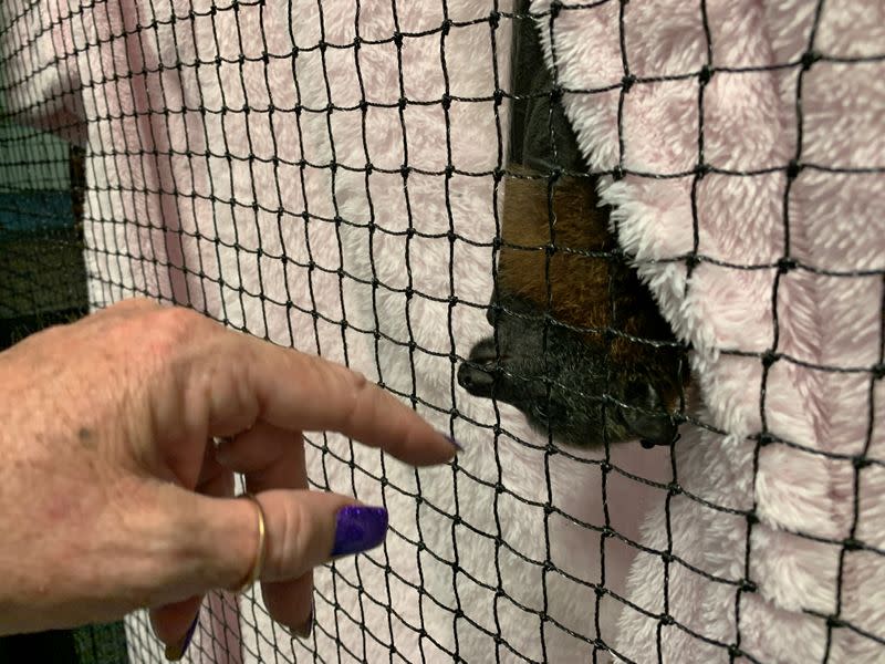 A juvenile grey-headed flying fox peeps out from a towel as it hangs in a care centre set up at a home in Bomaderry