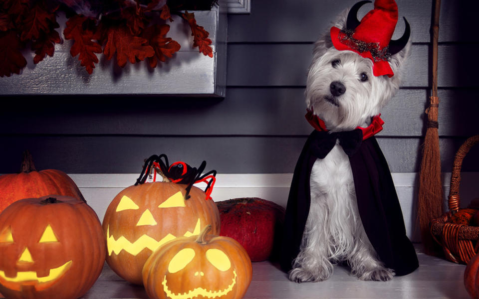 All the Halloween excitement can be stressful for dogs.