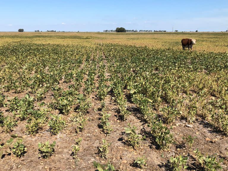 En Carlos Tejedor pastorean un lote de soja afectado por la sequía. Foto: Dante Garciandía