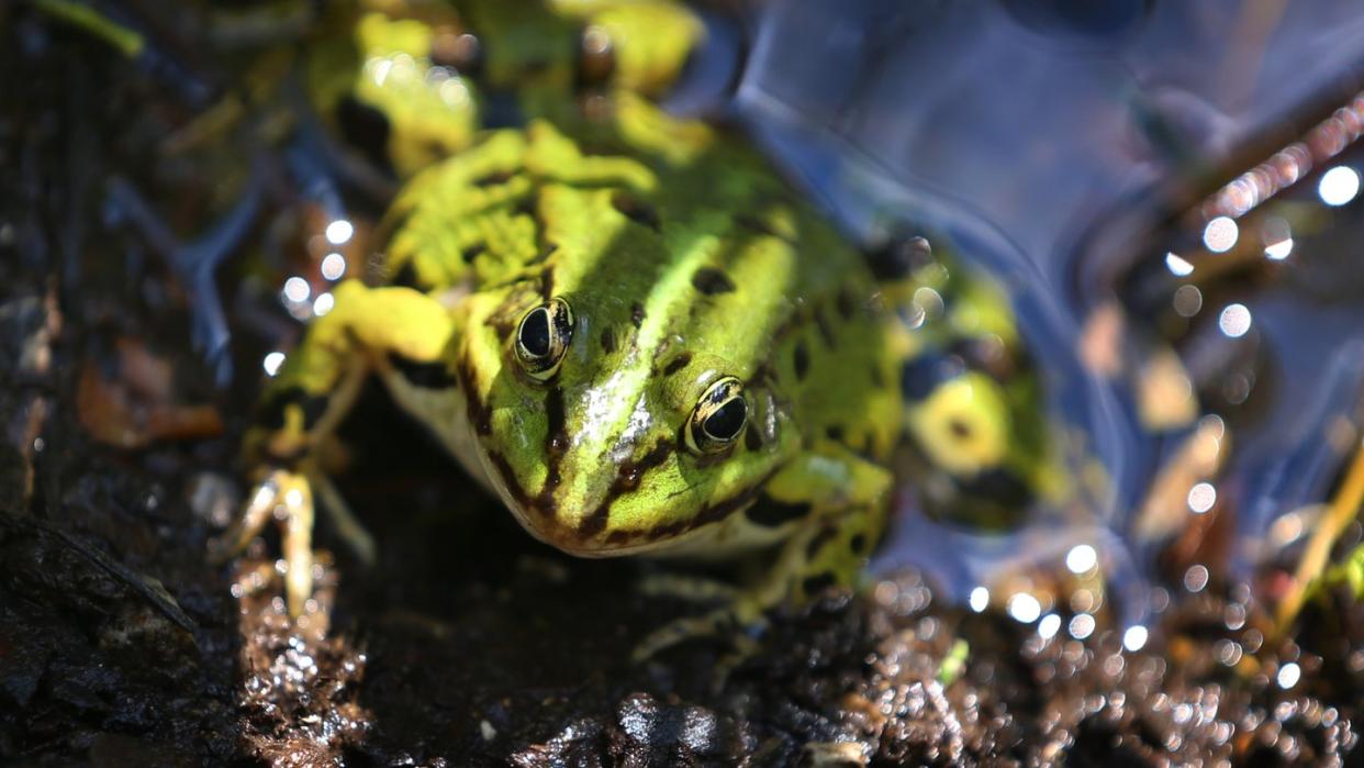 Ein Wasserfrosch blickt in die Kamera des Fotografen. Von den 14 einheimischen Froschlurcharten sind nur fünf nicht gefährdet. Foto: Karl-Josef Hildenbrand