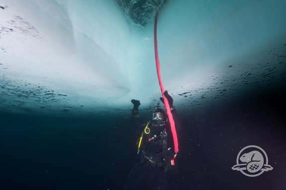 Here a diver under the ice at the site of the HMS Erebus shipwreck, located Queen Maud Gulf between Victoria Island and mainland Canada.