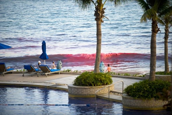 Holidaymakers panic as sea turns blood red