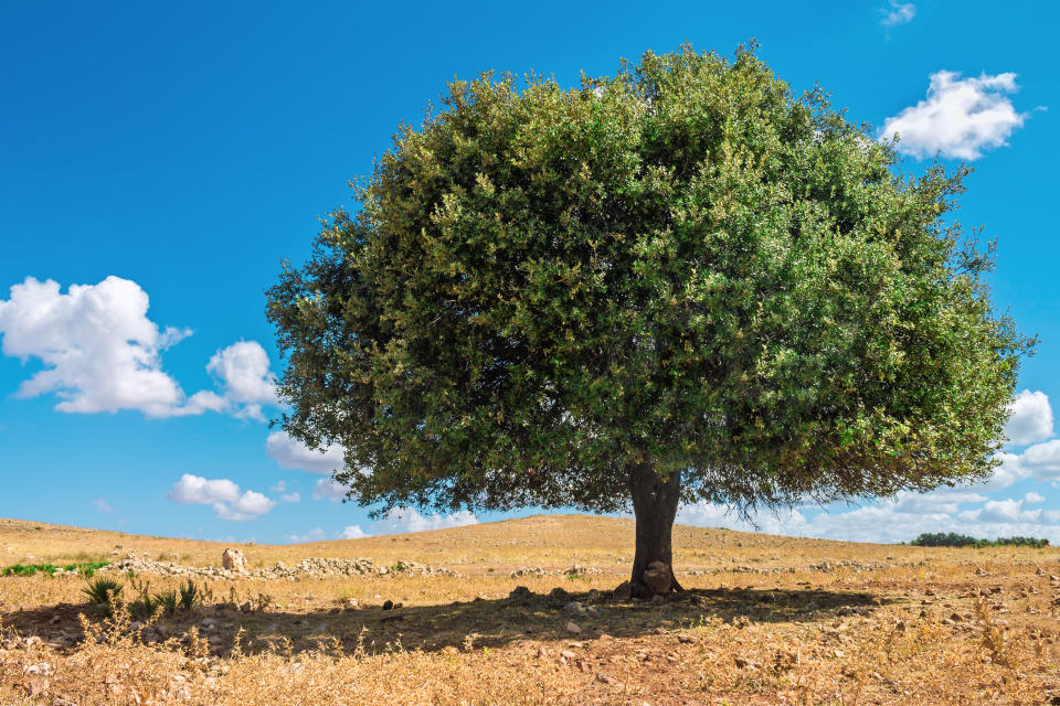 Un árbol de argán/Getty Creative