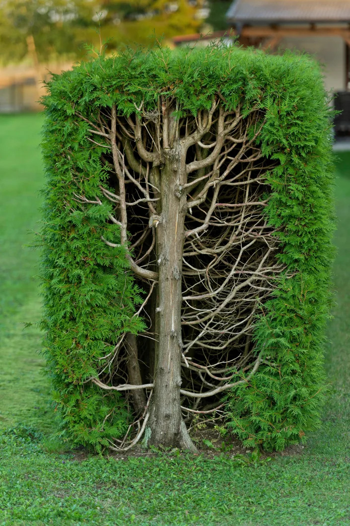 Inside a hedge