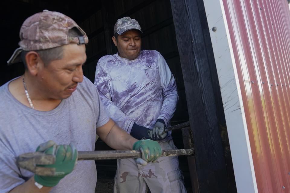 Fredy Osorio, center, and Miguel Angel, left, both contract workers from Veracruz, Mexico, remove a piece of wood from the inside of a tobacco barn, Tuesday, March 12, 2024, at a farm in Crofton, Ky. The latest U.S. agricultural census data shows an increase in the proportion of farms utilizing contract labor compared to those hiring labor overall. (AP Photo/Joshua A. Bickel)