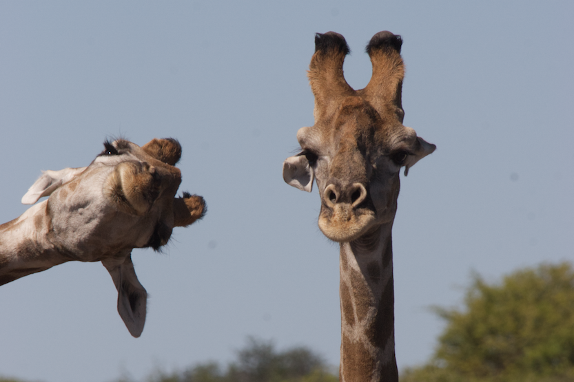 Brigitte Alcalay-Marco/The Comedy Wildlife Photography Awards 2020