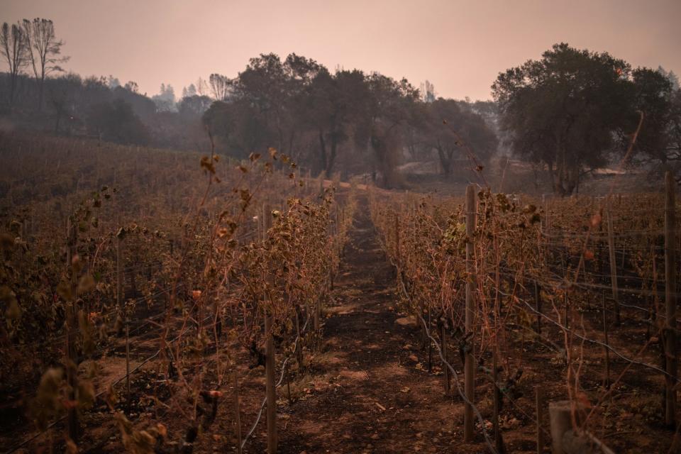 the glass fire california napa valley wildfires